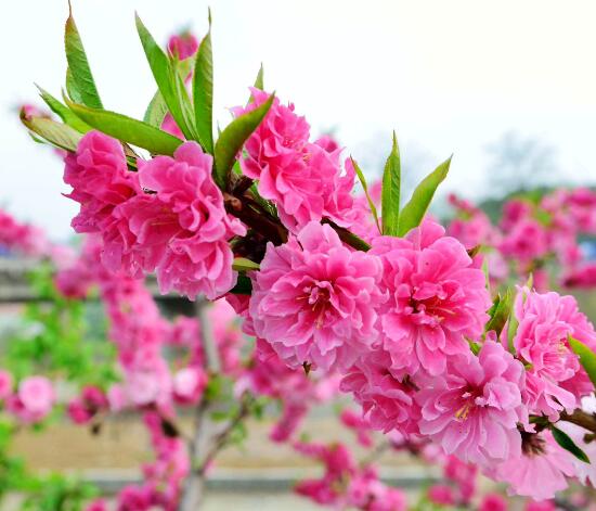 桃花叶子发黄处理方法