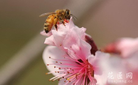 桃花常见病虫害及防治