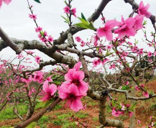 桃花病害防治方法