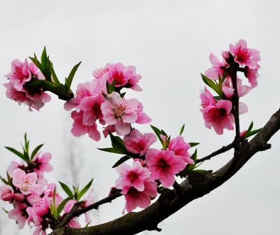 桃花病害防治方法