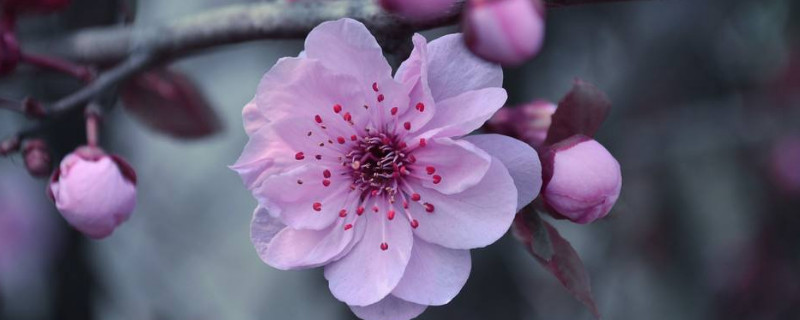 桃花的介绍和特点