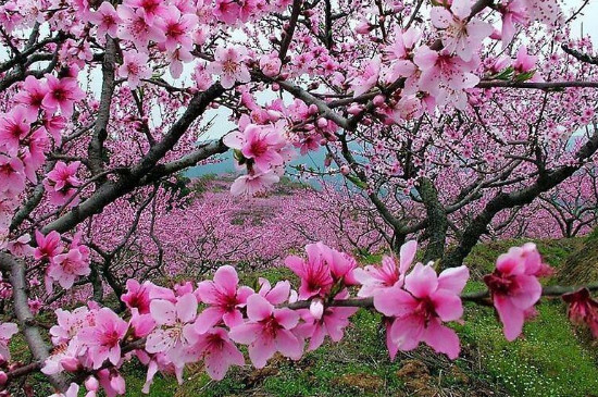 桃花的介绍和特点
