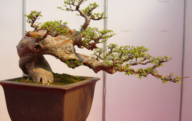 榆树如何正确的制作盆景 盆景养护方法有哪些