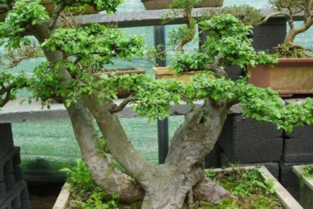 榆树如何正确的制作盆景 盆景养护方法有哪些