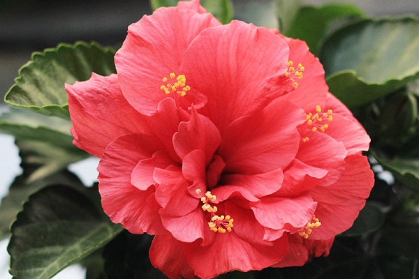 重瓣朱槿花怎么养 哪些因素比较重要