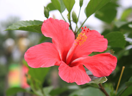 朱槿花的花语和象征代表意义是什么？