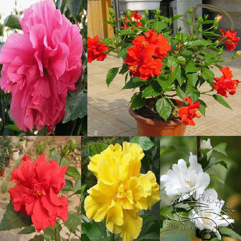 重瓣朱槿花图片