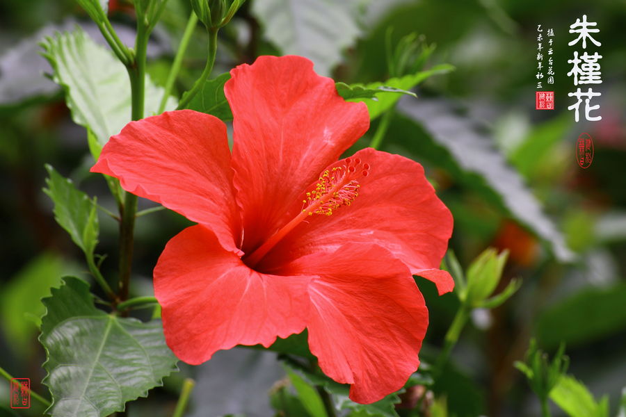 朱槿花简笔画图片