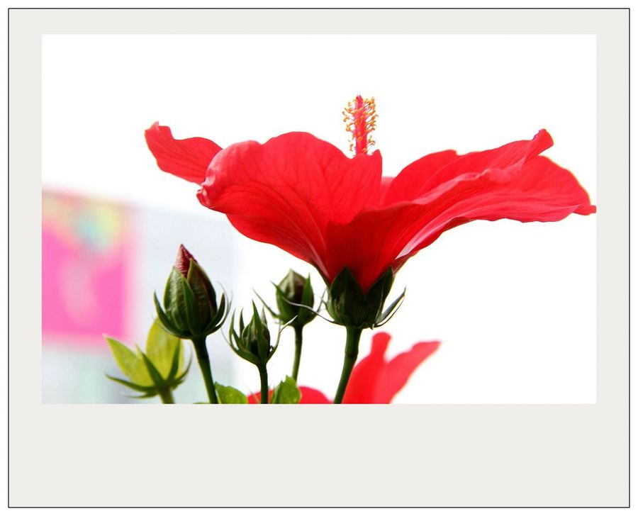 朱槿花简笔画图片