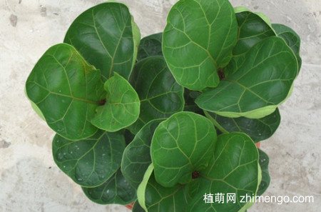 琴叶榕什么时候换盆 琴叶榕怎么换盆、注意事项有哪些