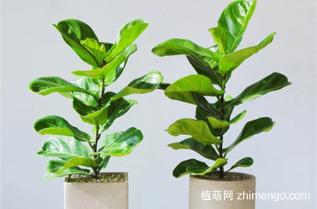 琴叶榕什么时候换盆 琴叶榕怎么换盆、注意事项有哪些