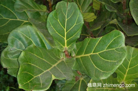 琴叶榕什么时候换盆 琴叶榕怎么换盆、注意事项有哪些