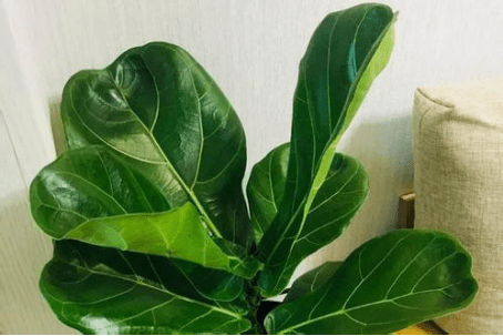 琴叶榕植物图片大全！琴叶榕高清大图大全！