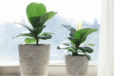 琴叶榕植物图片大全！琴叶榕高清大图大全！