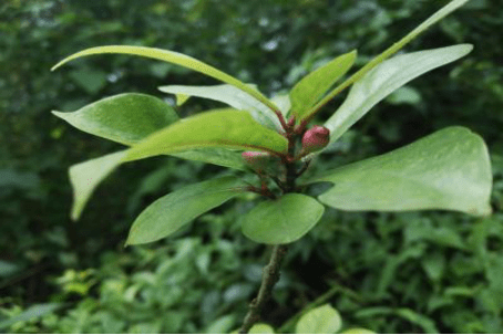 琴叶榕植物图片大全！琴叶榕高清大图大全！