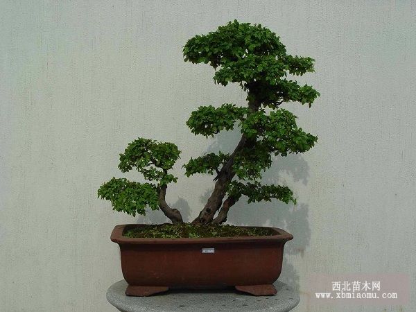 雀梅毛毡病防治方法