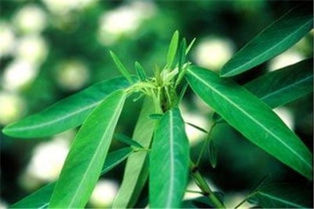 跳舞草常见病虫害及其防治