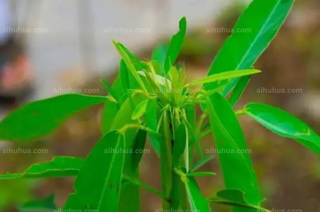 你知道身边的这些植物竟然自己会跳舞吗？