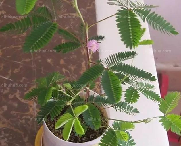 你知道身边的这些植物竟然自己会跳舞吗？