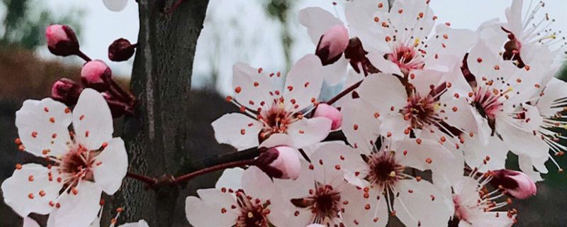 紫叶李养殖卡片，养紫叶李的注意事项