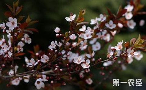 紫叶李怎么扦插？紫叶李嫩枝扦插技术及其存活率提高