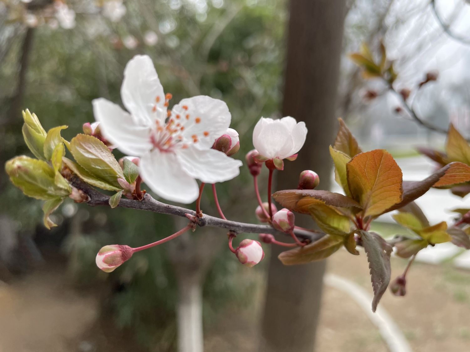 紫叶李是樱花吗