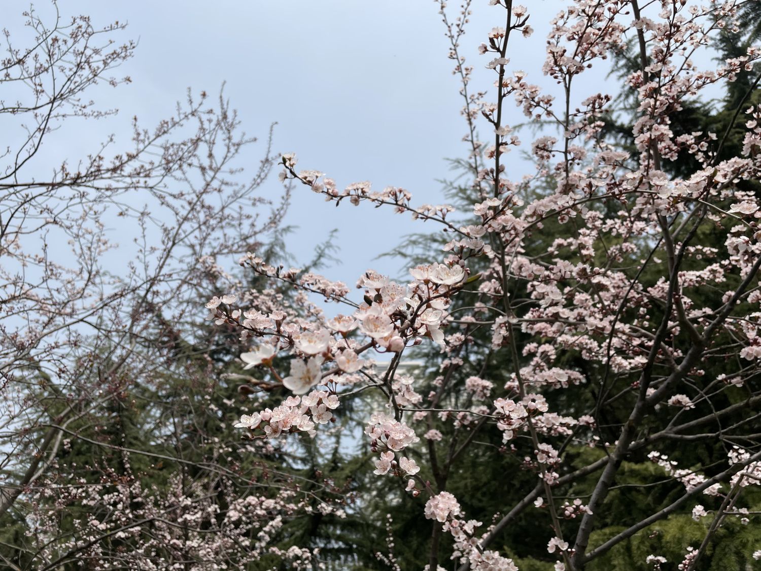 紫叶李是樱花吗