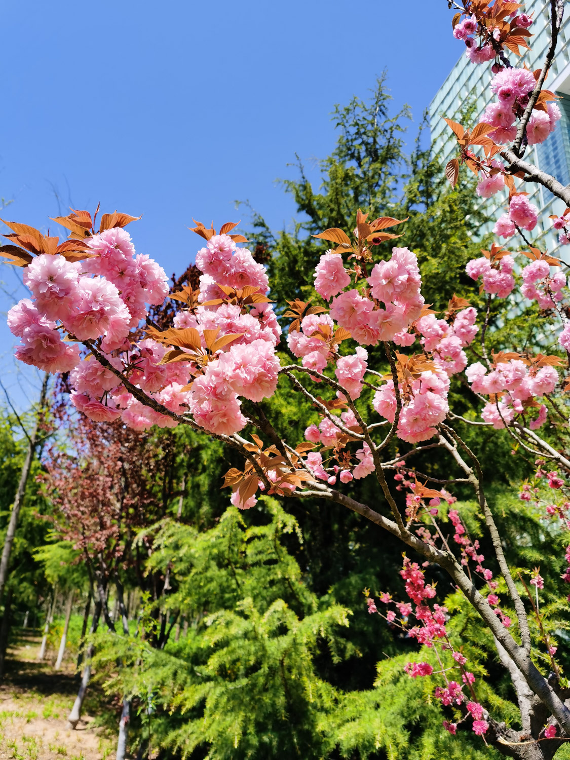 紫叶李是樱花吗