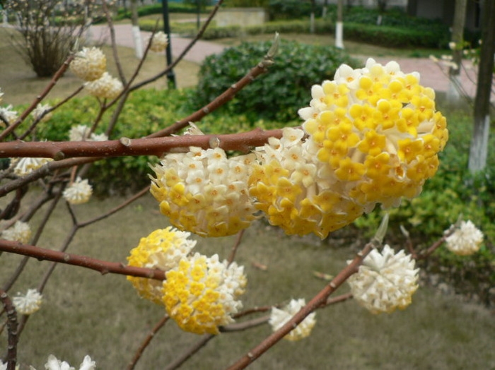 结香花的种植方法，带你了解一下结香花
