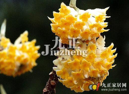 结香的形态特征及生态习性 结香的养殖及繁殖方法