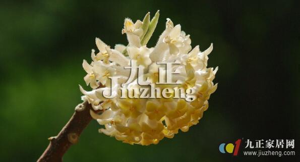 结香的形态特征及生态习性 结香的养殖及繁殖方法