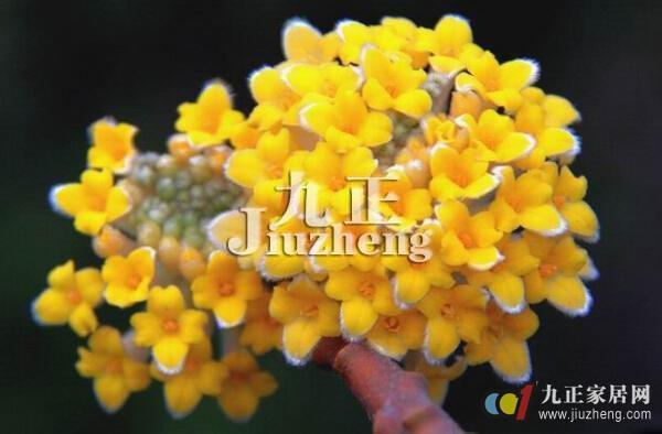 结香的形态特征及生态习性 结香的养殖及繁殖方法
