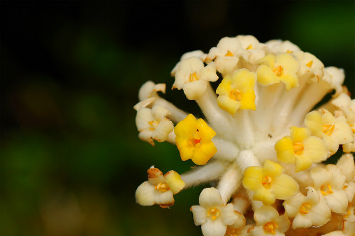 结香花有毒吗可以在室内养吗 结香花的禁忌有哪些
