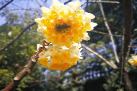 结香花高清大图一览！结香花图片大全！