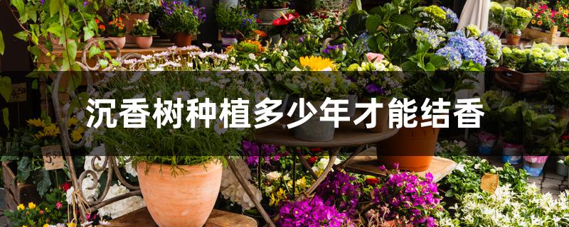 沉香树种植多少年才能结香