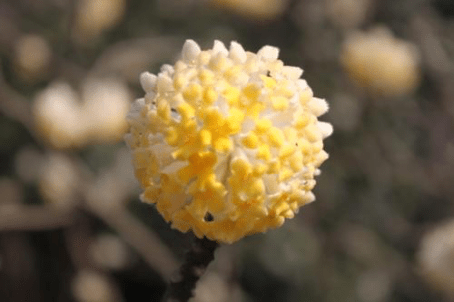结香花高清大图一览！结香花图片大全！