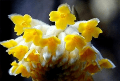 结香花高清大图一览！结香花图片大全！