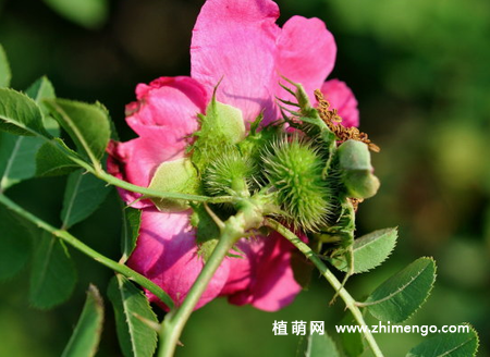 缫丝花怎么养，7种日常养殖方法
