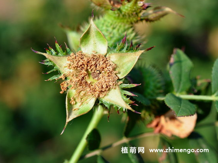 缫丝花怎么养，7种日常养殖方法