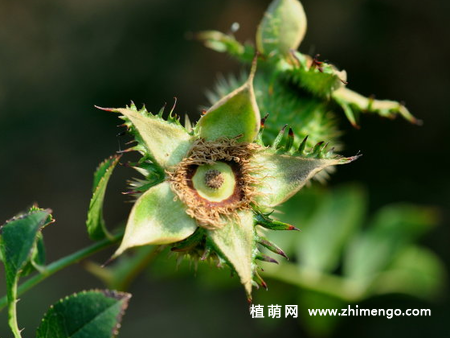 缫丝花怎么养，7种日常养殖方法
