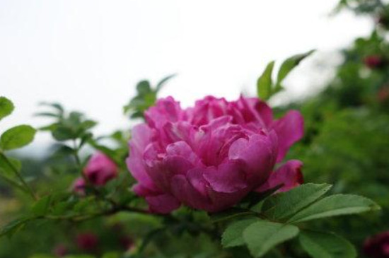缫丝花和玫瑰的区别