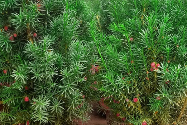 红豆杉几月换盆好 最佳换盆时间