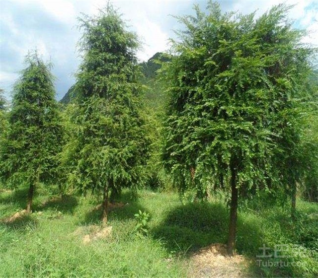红豆杉树图片欣赏及其形态特征介绍