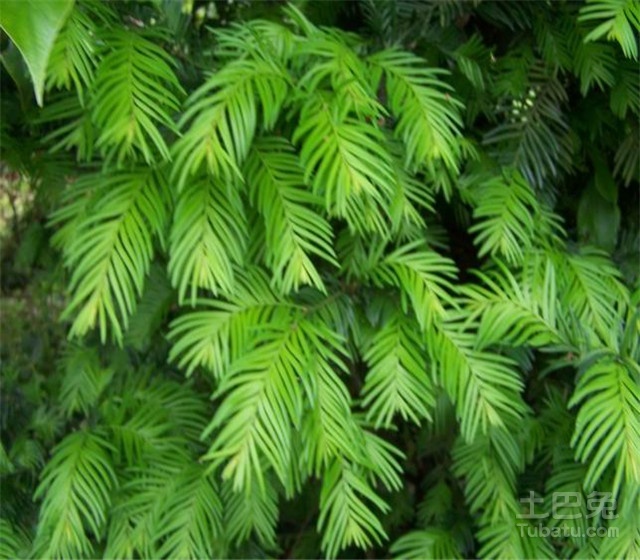 红豆杉树图片欣赏及其形态特征介绍