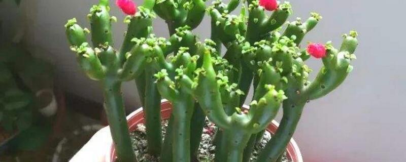 光棍树太高了怎么修剪