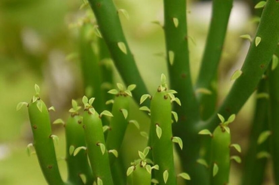 绿玉树/绿珊瑚/光棍树的养殖方法，植物界的“单身狗”