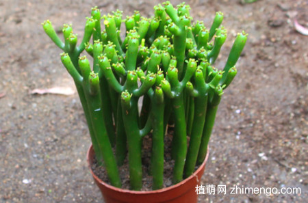 光棍树冬天要这样养护，就不怕被冻坏！