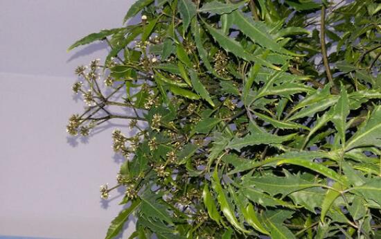 福禄桐开花吗，福禄桐的风水寓意/5年开花/花语福禄道