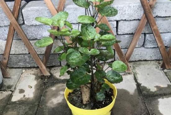 福禄桐开花吗，福禄桐的风水寓意/5年开花/花语福禄道