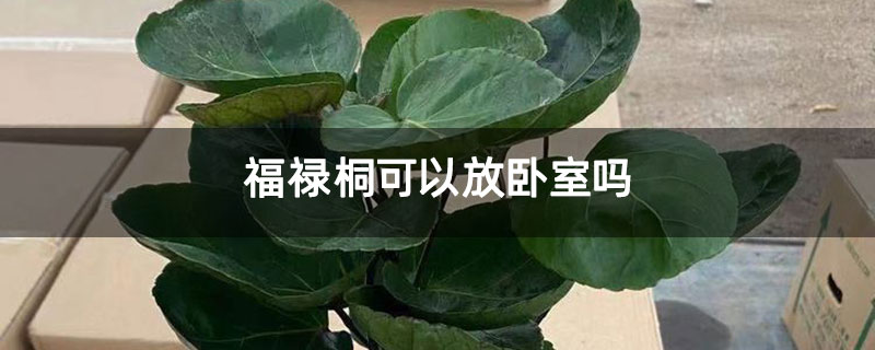 福禄桐可以放卧室吗
